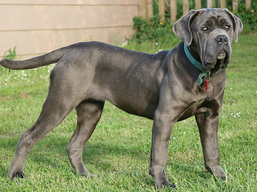 Neapolitan Mastiff dog