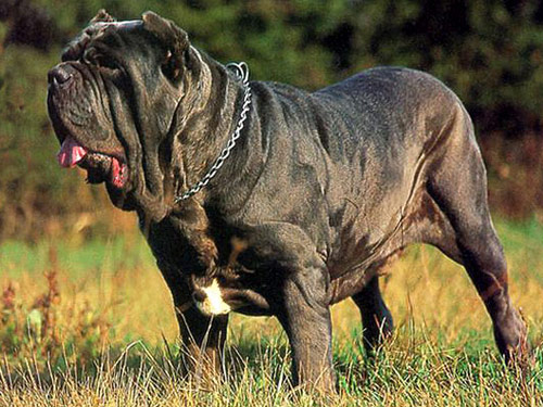 Neapolitan Mastiff dog
