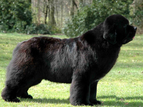 Newfoundland dog pictures