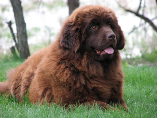 Newfoundland dog pictures