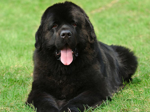 Newfoundland dog pictures