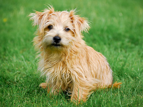 Norfolk Terrier dog