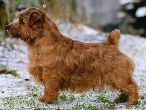 Norfolk Terrier dog pictures