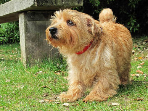 Norfolk Terrier dog pictures