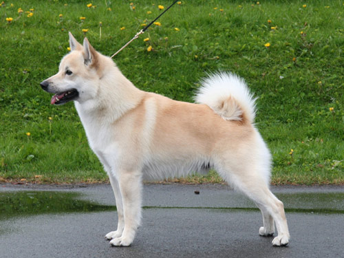 Norwegian Buhund dog