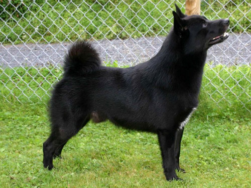 Norwegian Buhund dog