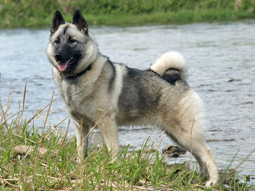 Norwegian Elkhound dog