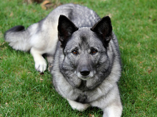 Norwegian Elkhound dog pictures