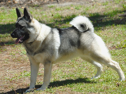 Norwegian Elkhound dog pictures