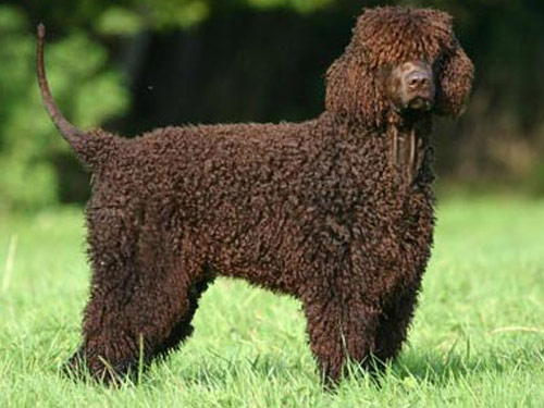 American Water Spaniel dog