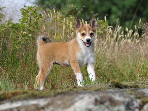 Norwegian Lundehund dog