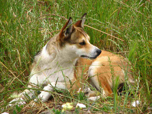 Norwegian Lundehund dog