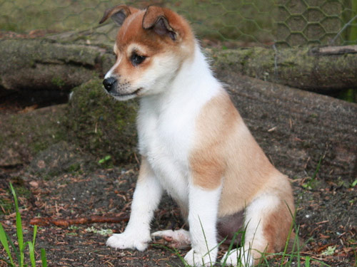 Norwegian Lundehund dog pictures