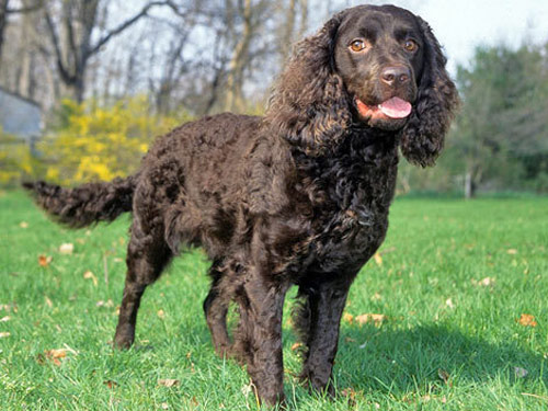 American Water Spaniel dog