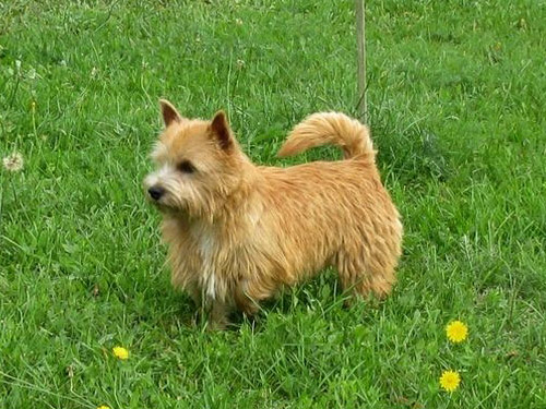 Norwich Terrier dog