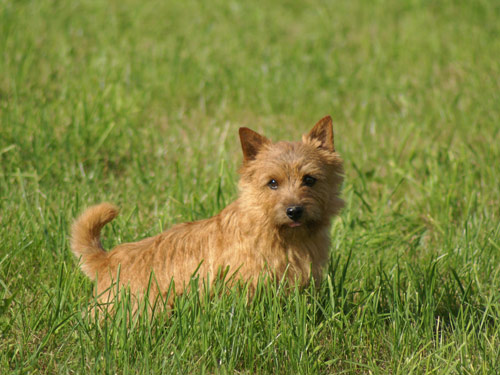 Norwich Terrier dog
