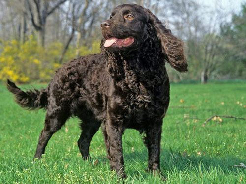 American Water Spaniel dog