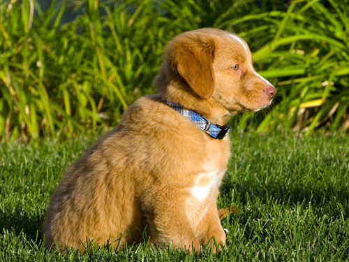 Nova Scotia Duck Tolling Retriever dog pictures