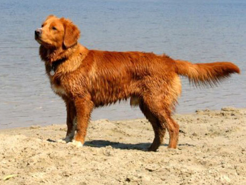 Nova Scotia Duck Tolling Retriever dog pictures