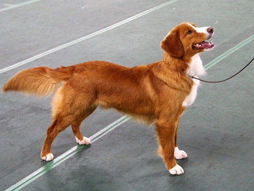 Nova Scotia Duck Tolling Retriever dog pictures