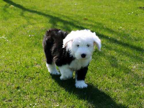 Old English Sheepdog dog pictures
