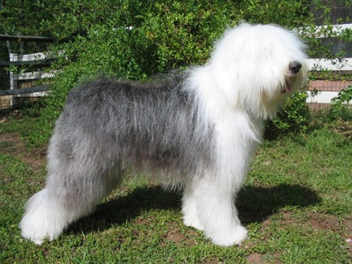 Old English Sheepdog dog pictures