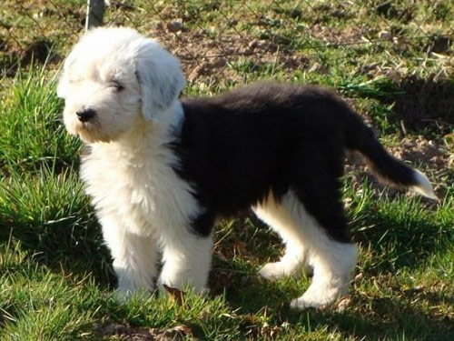Old English Sheepdog dog pictures