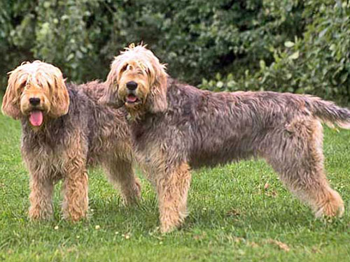 Otterhound dog pictures