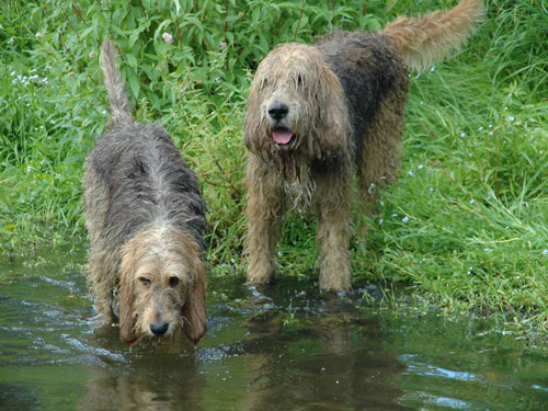 Otterhound dog pictures
