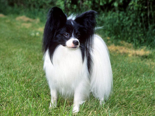 Papillon dog pictures