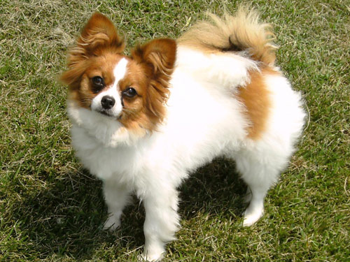 Papillon dog pictures