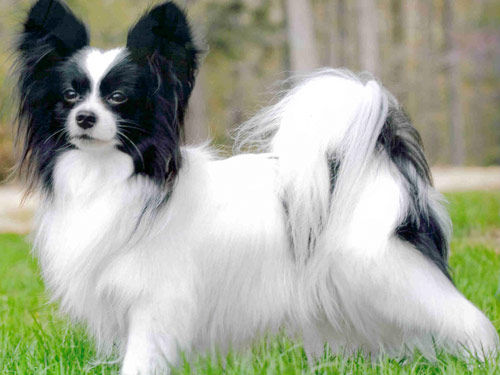 Papillon dog pictures