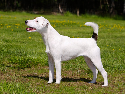 Parson Russell Terrier dog