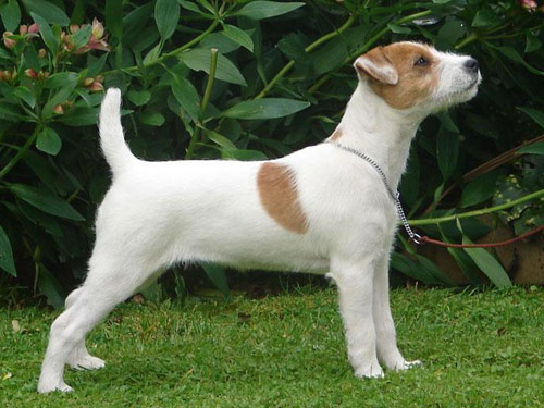 Parson Russell Terrier dog