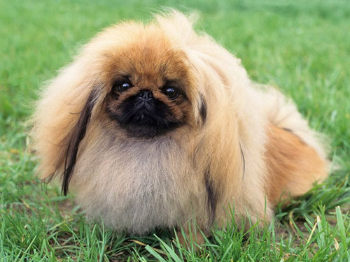 Pekingese dog