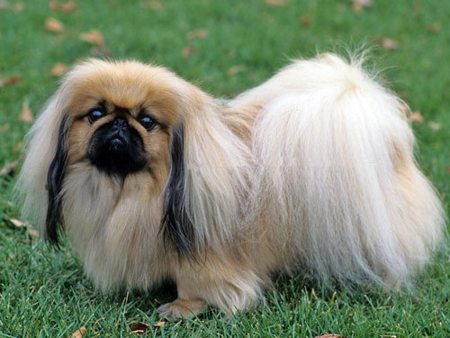 Pekingese dog pictures