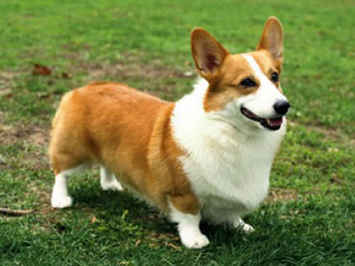 corgi pas