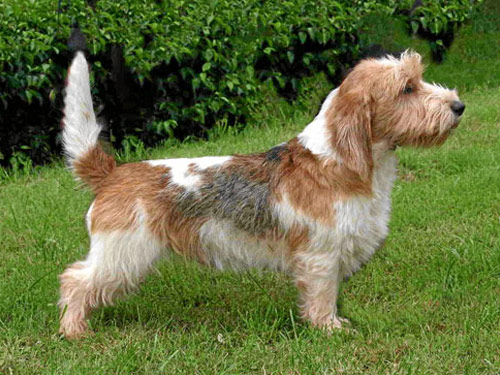 Petit Basset Griffon Vendeen dog