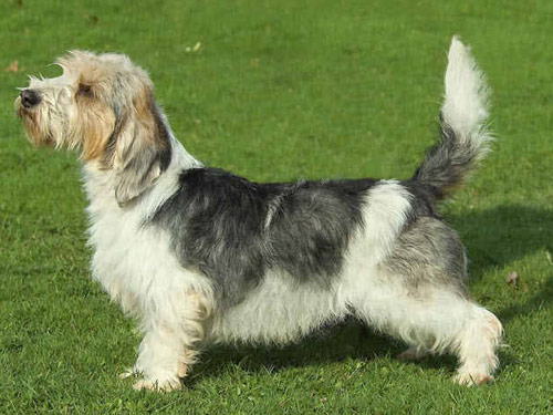 Petit Basset Griffon Vendeen dog pictures