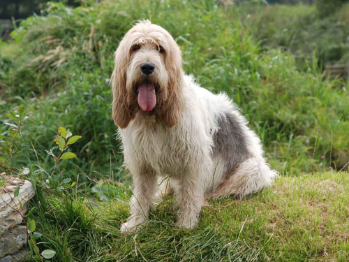 Petit Basset Griffon Vendeen dog pictures