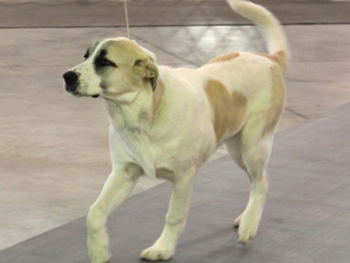 Anatolian Shepherd dog pictures