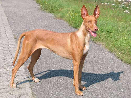 Pharaoh Hound dog pictures