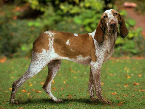 Pointer dog