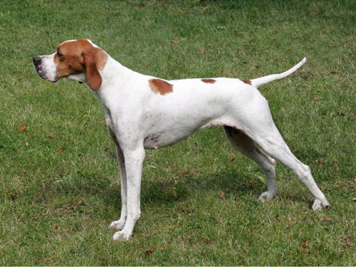 Pointer dog pictures