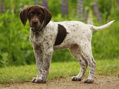 Pointer dog pictures
