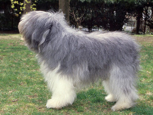 Polish Lowland Sheepdog dog pictures