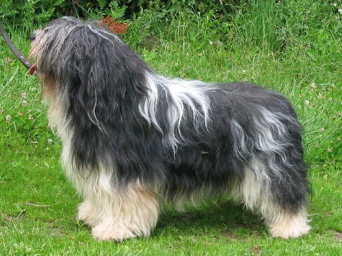 Polish Lowland Sheepdog dog pictures
