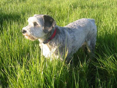 Polish Lowland Sheepdog dog pictures