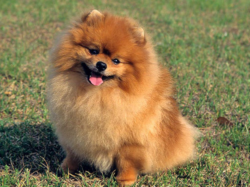 Pomeranian dog pictures