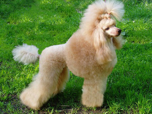 Poodle dog